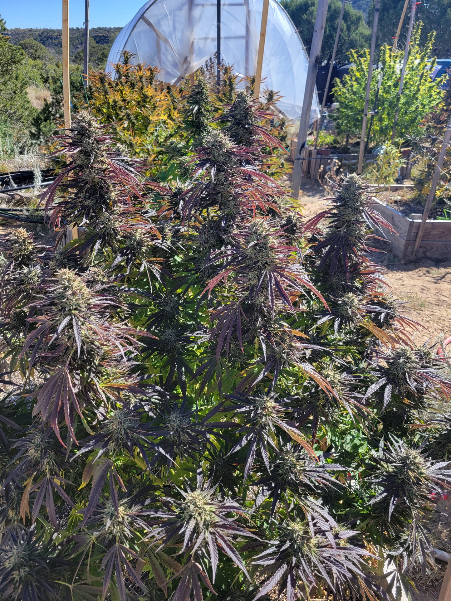 DAIRY DU JOUR - Ice Cream You Scream x (Hellbilly x Fatso bx)